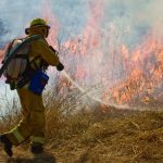 A wildland firefighter wearing yellow protective equipment walks around a brush fire while carrying a hose.