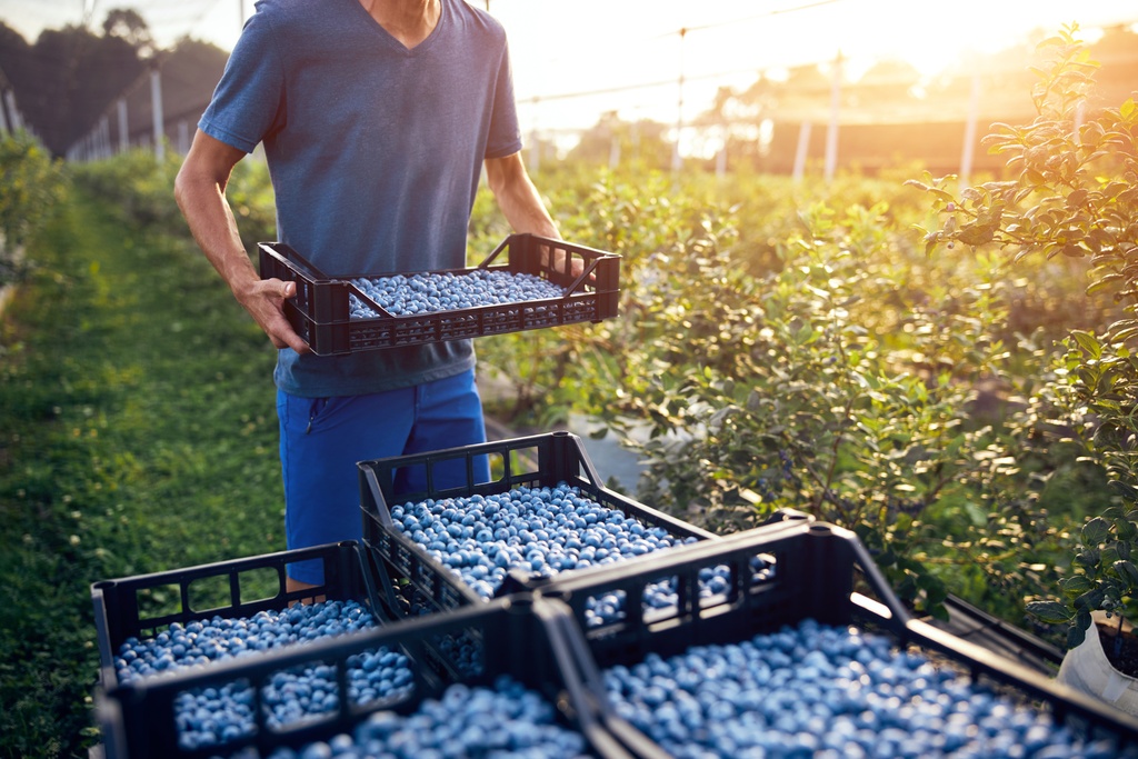 A person wearing a blue shirt brings a tray of blueberries, stacking it up with multiple other trays in a farm.