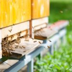 Honey bees swarm and circle their hive entrance in a busy cloud of flight during active colony activity.