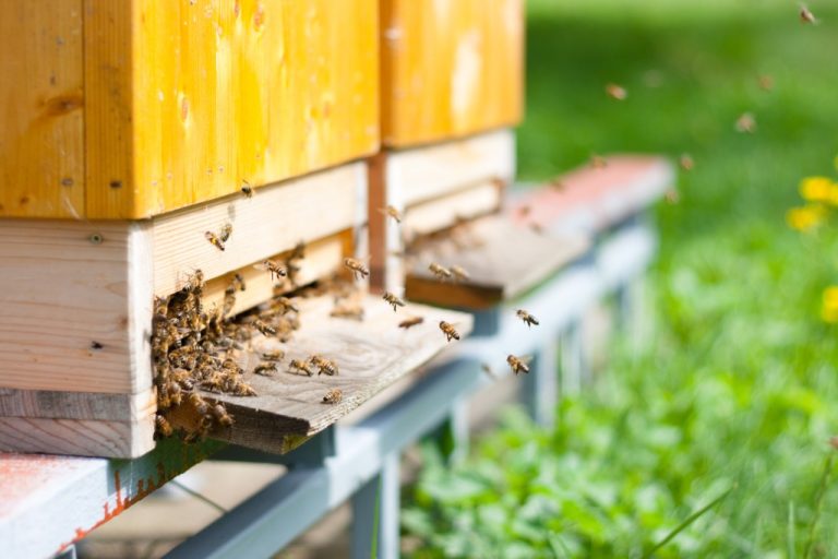 Honey bees swarm and circle their hive entrance in a busy cloud of flight during active colony activity.