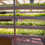 Stacked hydroponic grow racks filled with leafy greens under bright LED panels in a controlled indoor grow room.