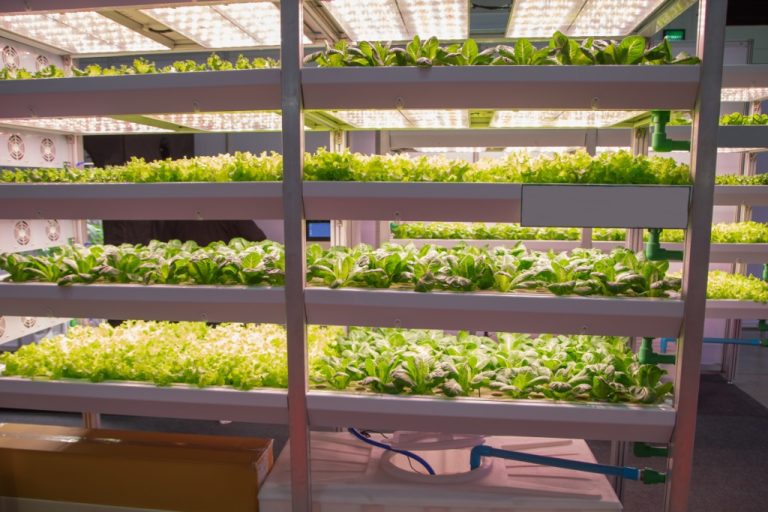 Stacked hydroponic grow racks filled with leafy greens under bright LED panels in a controlled indoor grow room.