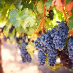 Many clusters of purple grapes growing on vines outside. Bright sunlight shines down onto the fruit and nearby leaves.