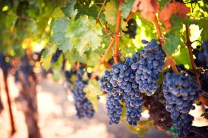 Many clusters of purple grapes growing on vines outside. Bright sunlight shines down onto the fruit and nearby leaves.