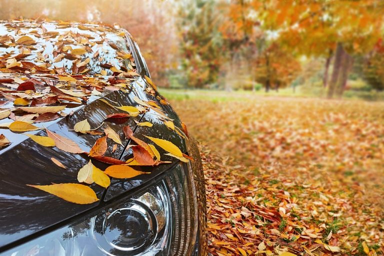 A black car is parked in a field with tall trees. Orange, yellow and red leaves cover the field and the hood of the car.